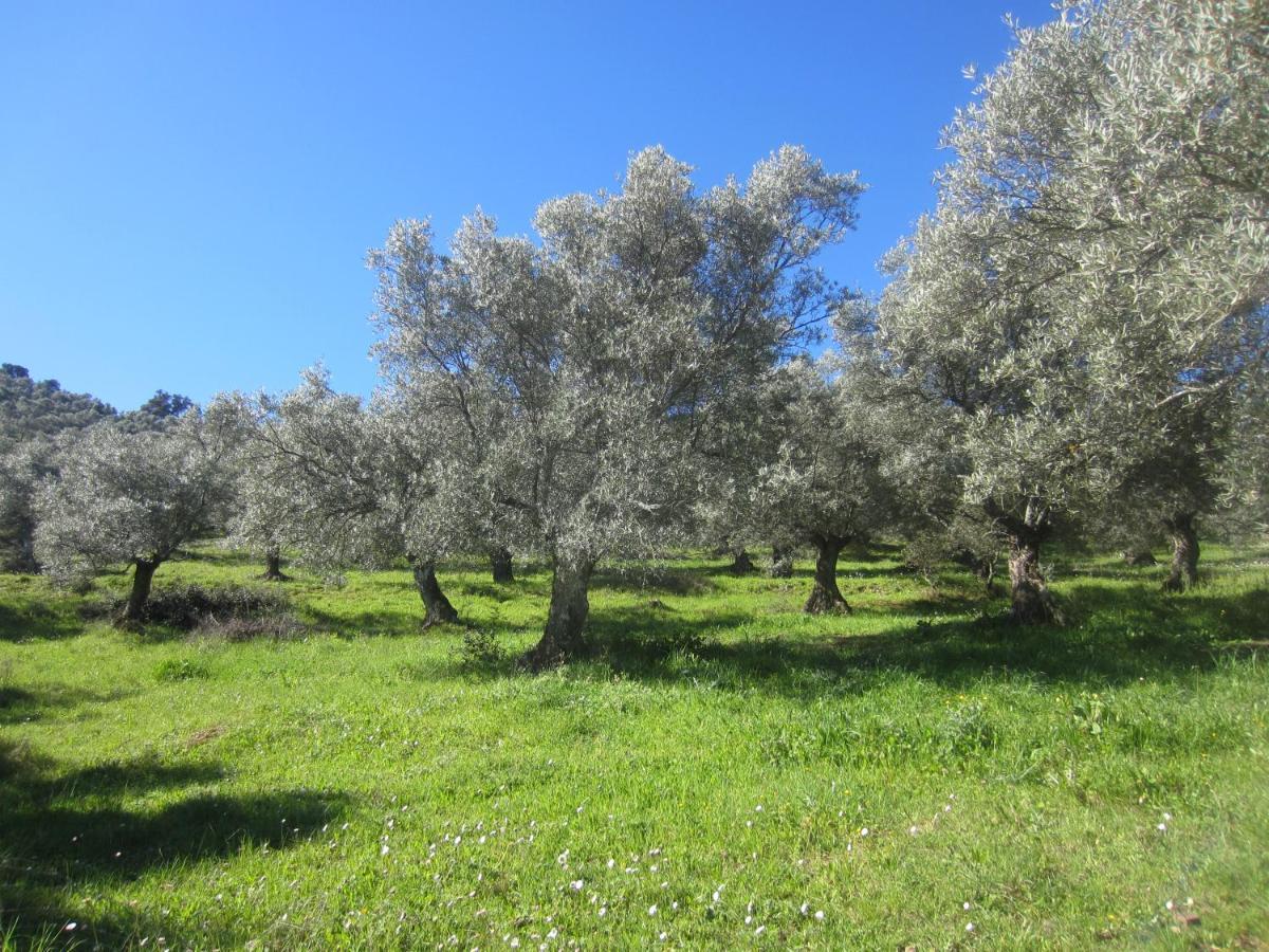 Cortijo "Era Grande 2" Villa Córdoba Exteriör bild